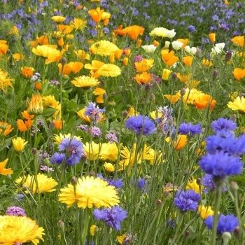 100% Sunny Blues Annual Wildflower Seed Mix