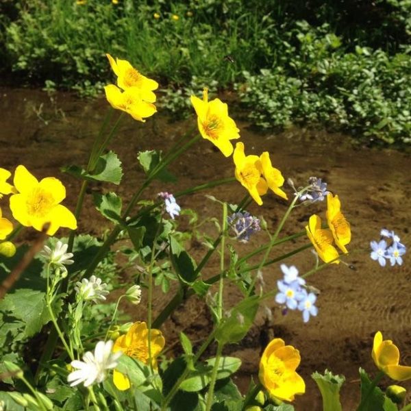 100% Water Margins Wildflower Seed Mix