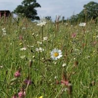 80:20 Dry & Sandy Wildflower & Grass Seed Mix 