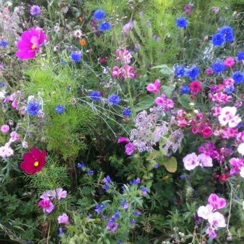 100% Happy Bee's Wildflower Seed Mix
