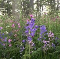 80:20 Woodland Wildflower & Grass Seed Mix 