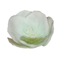 Old Fashioned Christmas Rose - 6 Petals