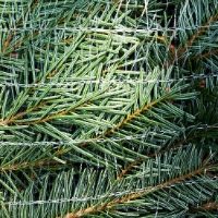 Biodegradeable Christmas Tree Netting 55cm (400m Sleeve)