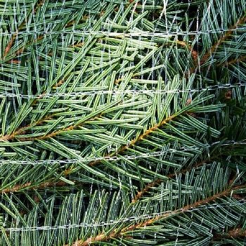 Biodegradeable Christmas Tree Netting 55cm (400m Sleeve)