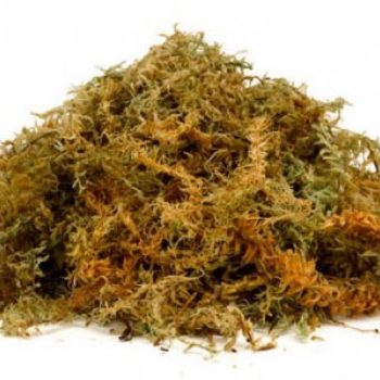 Fresh Sphagnum Moss  