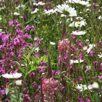 100% Calcareous Soils Wildflower Seed Mix