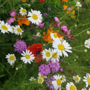 100% Butterfly Bliss Wildflower Seed Mix