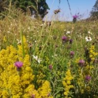 100% Damp & Loam Wildflower Seed Mix