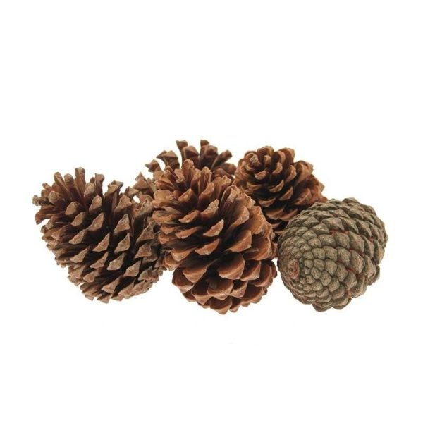 Maritima Pine Cones 5-10 cm