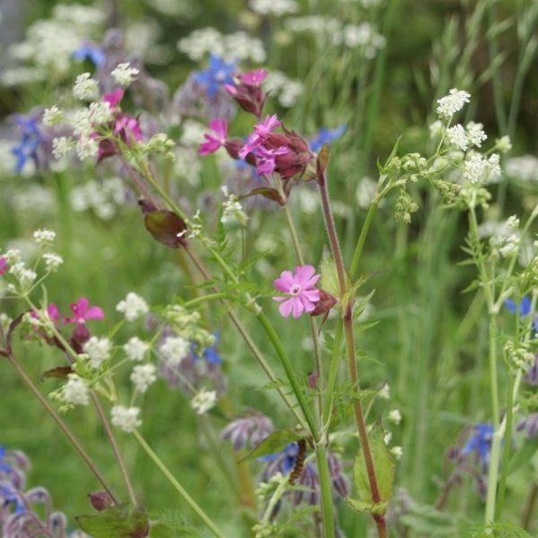 100% Hedgerow Wildflower Seed Mix