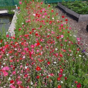 100% Summer Trifle Wildflower Seed Mix