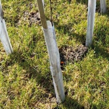 Spiral Tree Guards 60cm (24") x 38mm Clear (250)