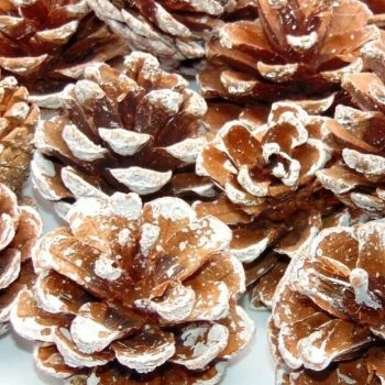 Frosted Pine Cones