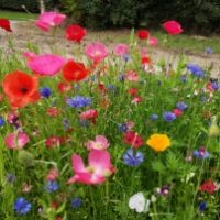 100% Annual High Colour Wildflower Seed Mix