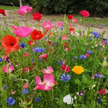 100% Annual High Colour Wildflower Seed Mix