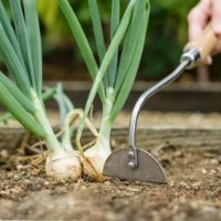 Kent & Stowe - Stainless Steel Hand Onion Hoe